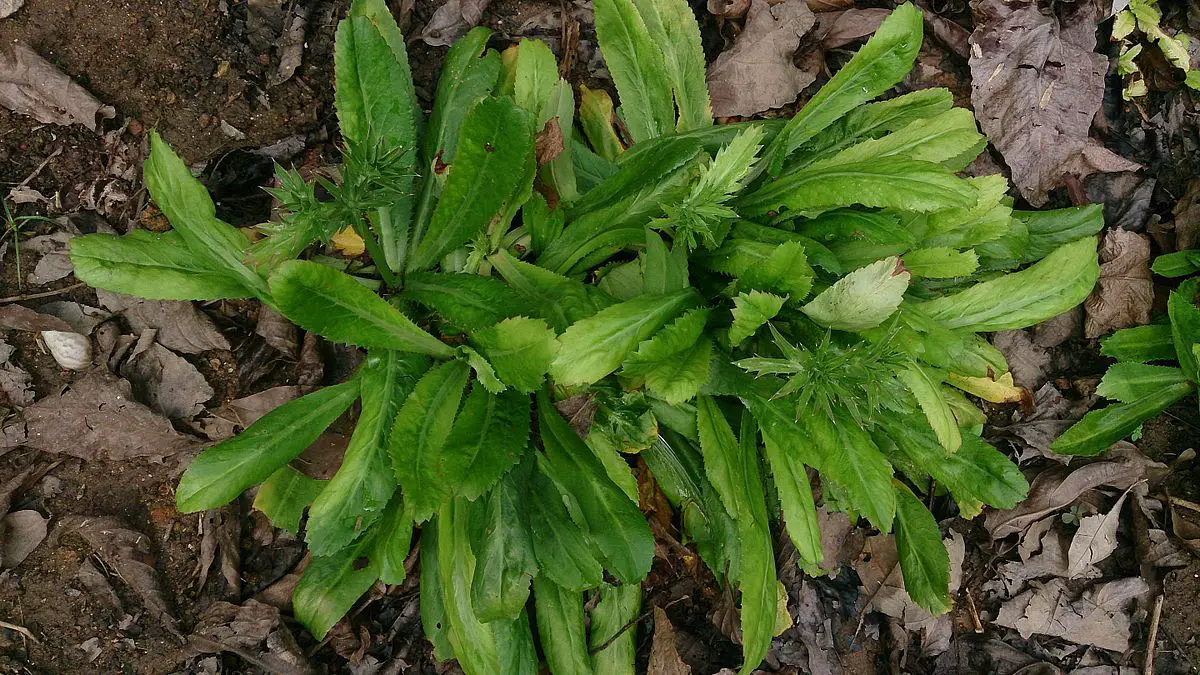 chadon-beni-the-wild-trinidad-herb